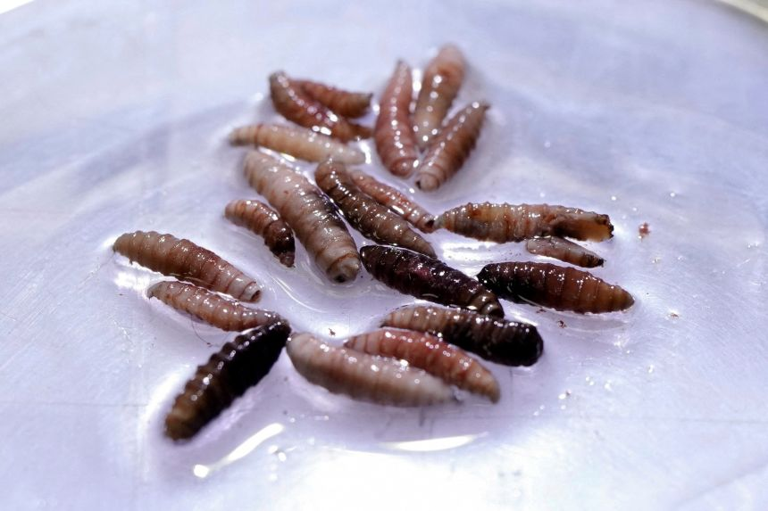 New World Screwworm: Rising Threat to Livestock and Health