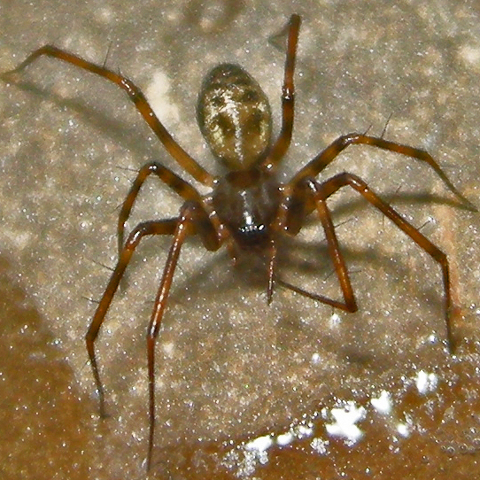 Sheetweb Spider Uses Fireflies to Attract Prey