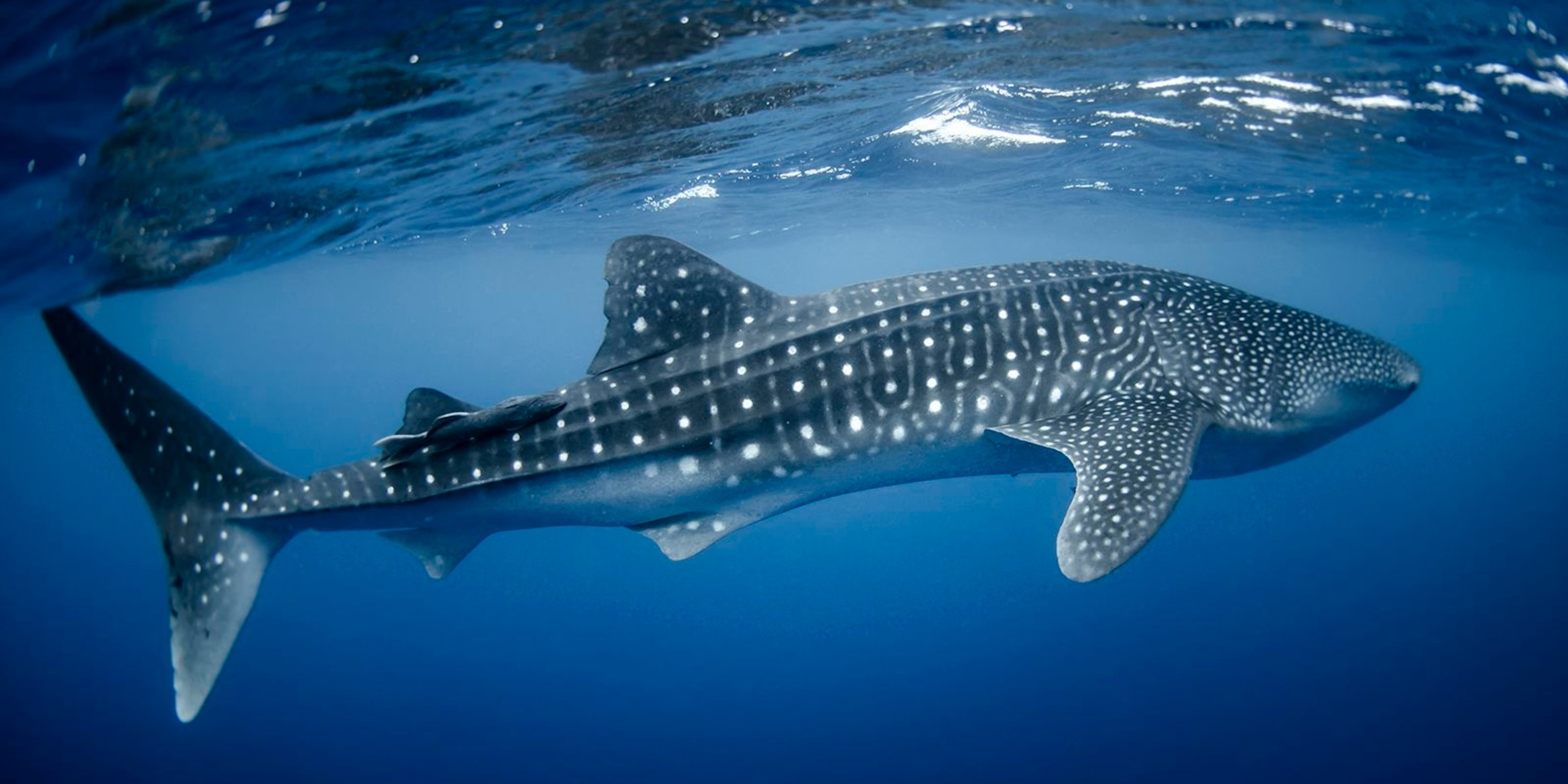 Whale Shark: Protecting The Endangered Species from Harm